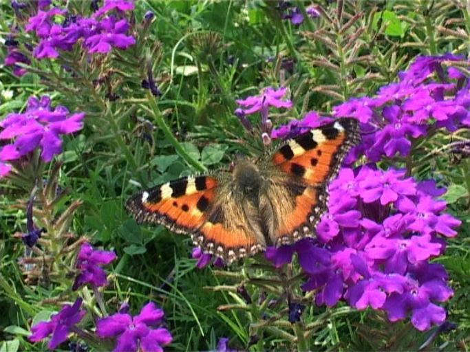 Kleiner Fuchs ( Aglais urticae ), auf Verbenen : Moers, in unserem Garten, 01.08.2003